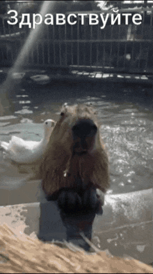 a picture of a capybara in the water with the words " zdravstvujte " in the upper right corner