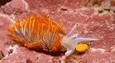 a sea slug with orange and white feathers is crawling on a pink rock .