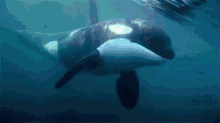 Orca Sea GIF - Orca Sea Sea Creature GIFs