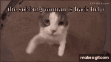 a picture of a cat with the words " the sobbing woman is back help " on it