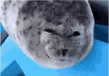 Seal Gok GIF - Seal Gok GIFs