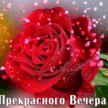 a red rose is surrounded by pink hearts and says " прекрасного вечера " on the bottom