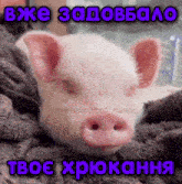 a pig is laying on a blanket with the words " bxe zadobbano " in blue letters above it