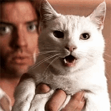 Cats Funny GIF - Cats Funny Richard O Connell GIFs