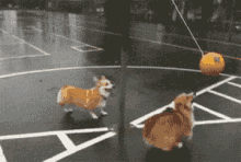 Play Ball GIF - Dogs Puppy Dog GIFs