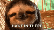 Sloth Cute GIF - Sloth Cute Chill GIFs