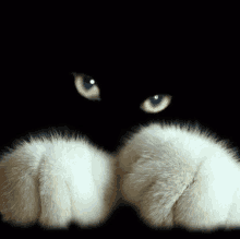 Cat Eyes GIF - Cat Eyes GIFs