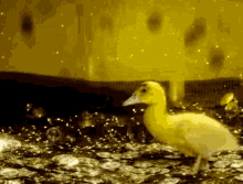 Duck Gold GIF - Duck Gold Ducktails GIFs