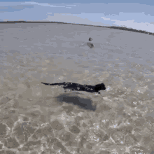 Catinwater GIF - Catinwater GIFs