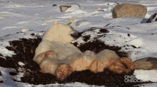 The Polar Lazy Bear GIF - Lazy Polar Bear GIFs