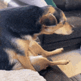 a dog laying on its back on a couch