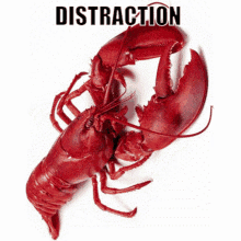 Lobster Distraction GIF - Lobster Distraction Spinning GIFs