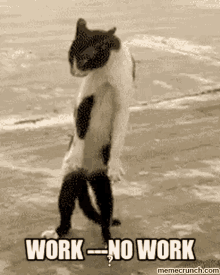 Work No Work GIF - Work No Work Cat GIFs