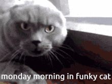 Funky Cat Gc Monday GIF - Funky Cat Gc Monday Morning GIFs
