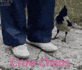 a picture of a person standing next to a bird with the words crow chaos on the bottom