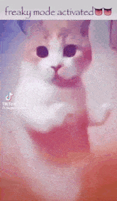 Cat GIF