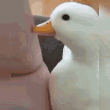 Baby Duck Petting A Duck GIF