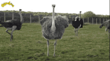 Emu Hide GIF