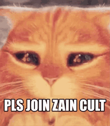 Zain Cult GIF - Zain Cult GIFs