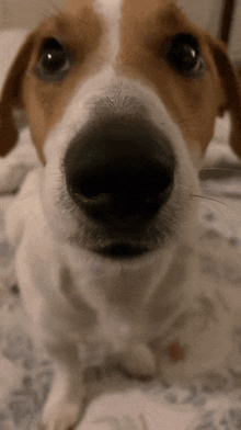 Dog Wink Beagle GIF - Dog Wink Beagle GIFs