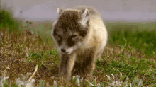 Right Here'S Good GIF - Wolf Pup Sleepy GIFs