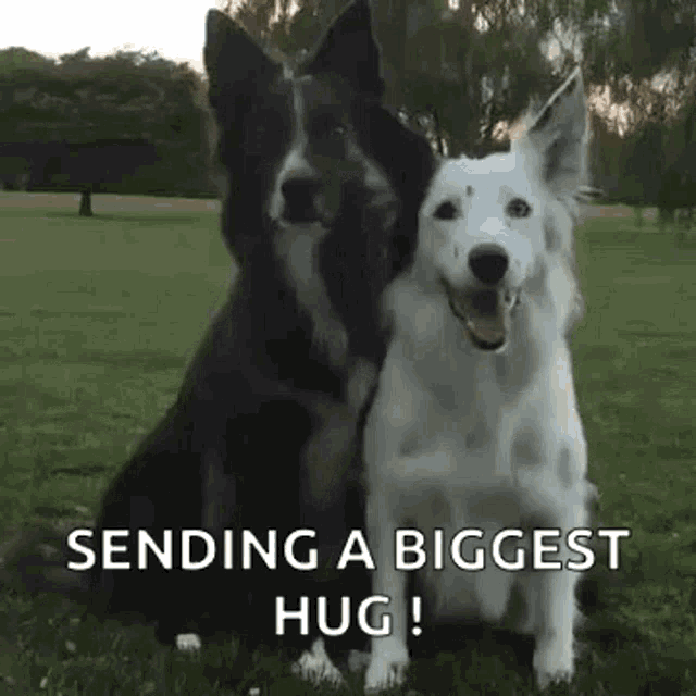Dog Hug GIF - Dog Hug Bff GIFs