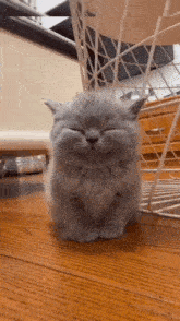 Cat кот GIF - Cat кот мемы GIFs