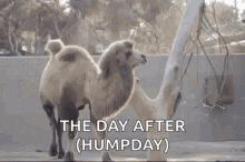 camel humps walk jiggle the day after humpday