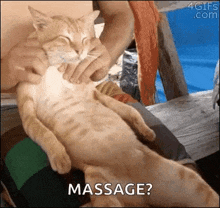 Relax Cat GIF - Relax Cat Massage GIFs