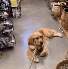 Dragging The Pet Collective GIF - Dragging The Pet Collective I Dont Want To Move GIFs