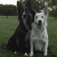 Dogs I Love You GIF