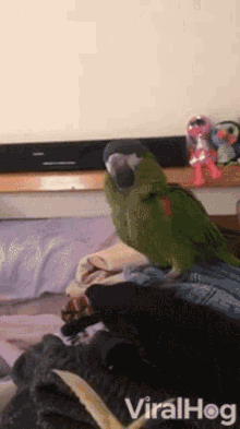 parrot bird pop up surprise voila