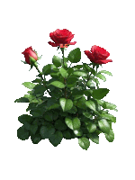 a bush with red roses and green leaves has the letters abc written on it