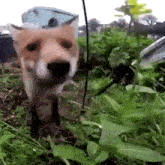 Dog Snifffing GIF - Dog Snifffing Sniffer GIFs