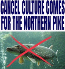 Cancel Culture Northern Pike GIF