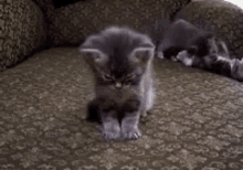 When Your Friends Are Actin' A Fool When You'Re Trying To Sleep... GIF - Kitten Cute Kitten Tired GIFs