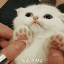 Cat Vibe Paws GIF - Cat Vibe Paws Cat GIFs