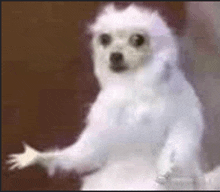 a small white dog is standing in front of a brown background with its paw outstretched .