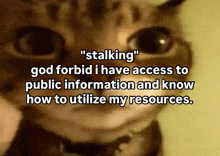 a cat with the words " stalking god forbid i have access to public information and know how to utilize my resources " written below it
