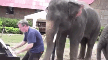 A Man Played Music For Elephants - What They Did Next Will Amaze You! GIF - Animal Elephant Piano GIFs