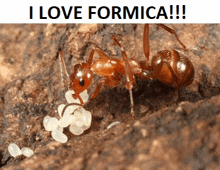Ants Formica GIF - Ants Formica GIFs