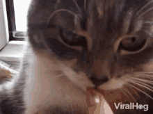 Blep Tongue Out GIF - Blep Tongue Out Cats GIFs