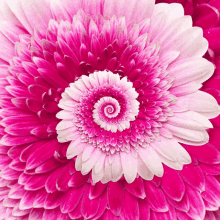 Flower Zoom In GIF - Flower Zoom In Endless GIFs