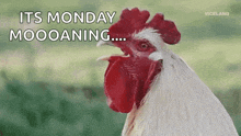 a close up of a rooster with the words `` it 's monday moooaning '' written on the bottom .