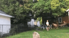 Frisbee Dog GIF - Frisbee Dog Fail GIFs