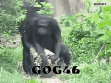 Gog46 Monkey GIF - Gog46 Gog Monkey GIFs