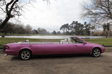 Pinklimonz Travelling In Style In Christchurch Nz GIF