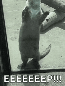an otter is standing on its hind legs behind a glass door .