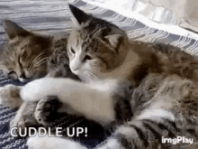 cat hug love cuddle snuggle
