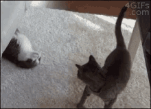 Cat Hug GIF - Cat Hug Play GIFs